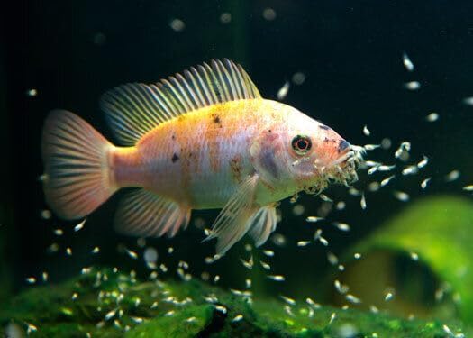 Aquatic Foods Inc. Golden Pearls 200-300 Microns for Tropical Fish Fry, Babies, Guppies, Tetras, Bettas, Nano Fish, for Corals, Anemones, Reef Tanks…2.5oz Squeeze Bottle