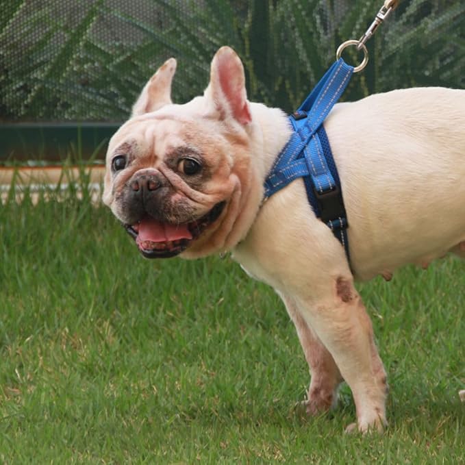 No Pull Dog Harness with Handle, Rear & Front Clip, Adjustable, Easy On/Off, Reflective, Lightweight & Mesh Padded, No Choke. for Giant/Big Large Dogs (Blue-Black,Extra Large)