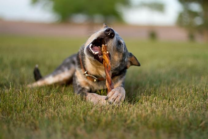 Redbarn Pet Products All-Natural 12" Braided Bully Sticks for Dogs - Premium Slow Roasted Long Lasting Chew Treats Made with 100% Beef - Single Ingredient Low Odor - 5 Count - Packaging May Vary