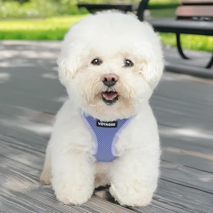 Best Pet Supplies Voyager Step-in Air Harness - All Weather Mesh, Reflective, No Pull Harness for Dogs, Cats - Secure with Hook & Loop Fastener, Buckle, Double D-Rings - Lavender, XXS