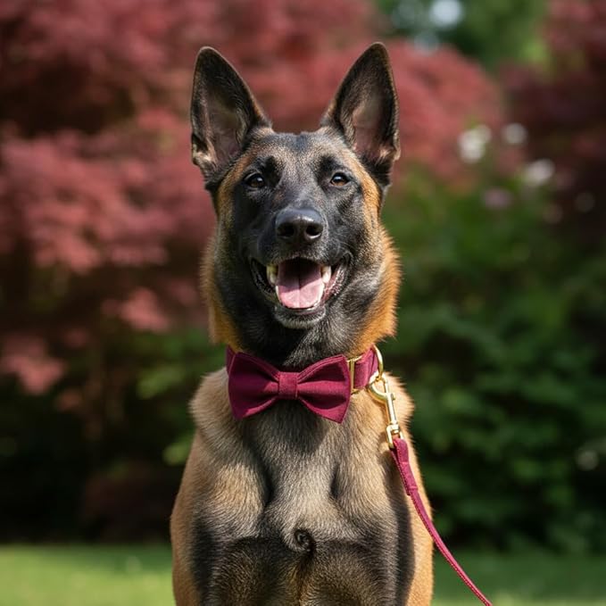 PETDURO Custom Dog Collar Personalized with Name Engraved Gold Metal Buckle for Large Medium Small Girl Dogs - Dog Leash Bow Tie and Harness Available - Soft Comfy Velvet (Claret G, XL)