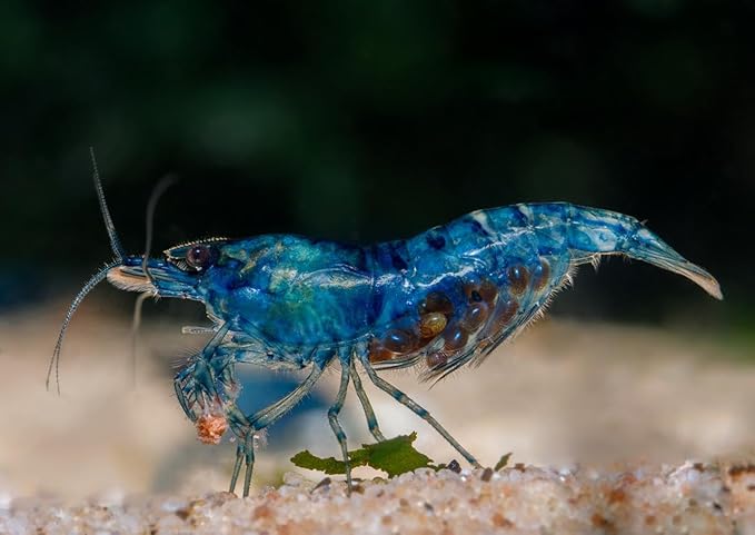 Yashkun 20 Blue Dream Neocaridina Shrimp Live Freshwater Aquarium Live Blue Shrimp for Freshwater Tanks