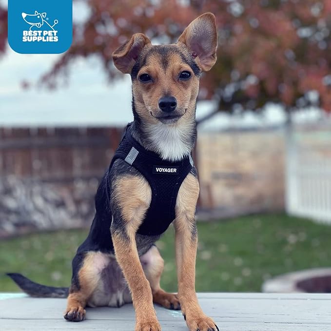 Best Pet Supplies Voyager Step-in Air Harness - All Weather Mesh, Reflective, No Pull Harness for Dogs, Cats - Secure with Hook & Loop Fastener, Buckle, Double D-Rings - Black, XL