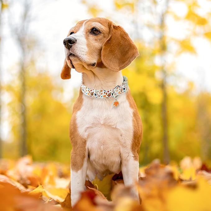 Faygarsle Fall Dog Collar, Autumn Floral Pattern with Maple Leaf Charm, White with Pumpkins and Leaves for Small Medium Large Dogs M
