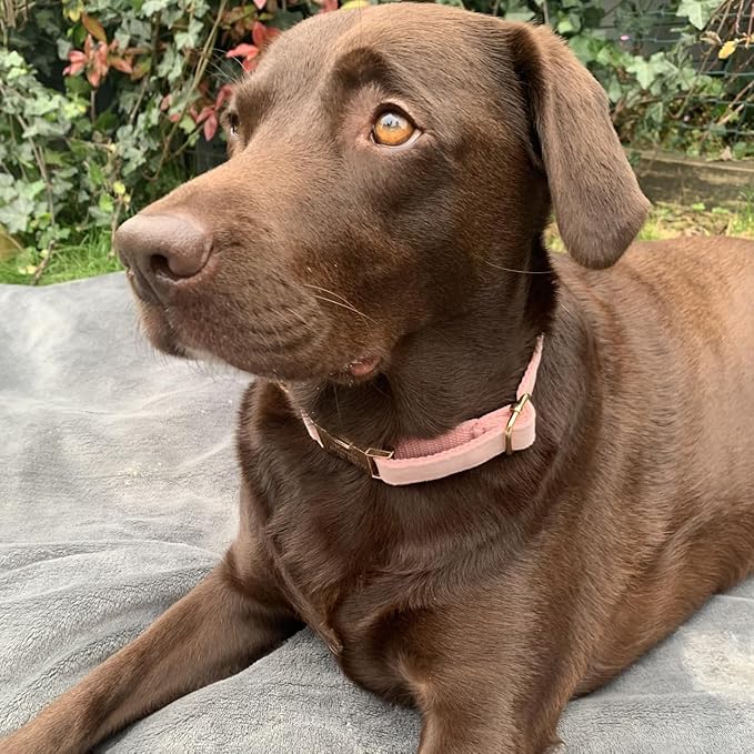 PETDURO Custom Dog Collar Personalized with Name Engraved Quick Release Rose Gold Metal Buckle for Large Medium Small Girl Dogs - Dog Leash and Bow Tie Available - Soft Comfy Velvet (Pink, L)