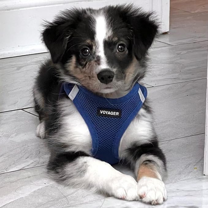 Best Pet Supplies Voyager Step-in Air Harness - All Weather Mesh, Reflective, No Pull Harness for Dogs, Cats - Secure with Hook & Loop Fastener, Buckle, Double D-Rings - Royal Blue, S