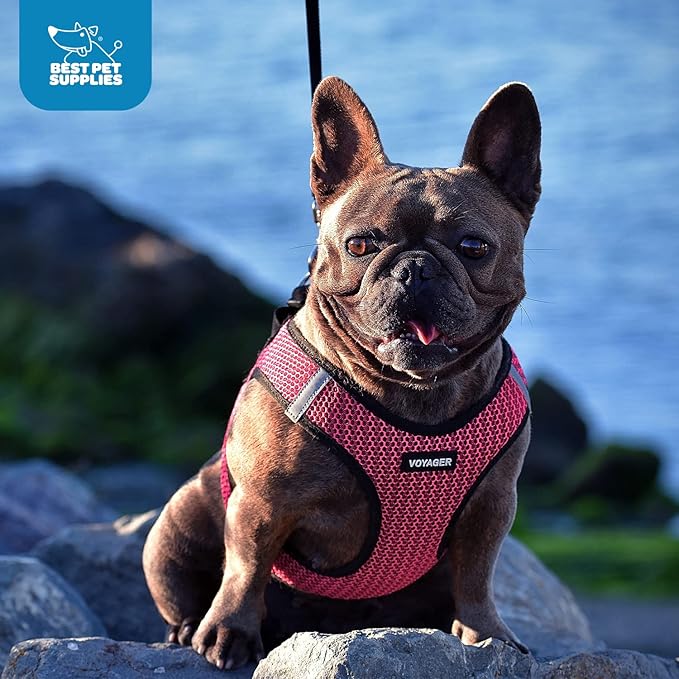 Best Pet Supplies Voyager Step-in Air Harness - All Weather Mesh, Reflective, No Pull Harness for Dogs, Cats - Secure with Hook & Loop Fastener, Buckle, Double D-Rings - Turquoise, XL
