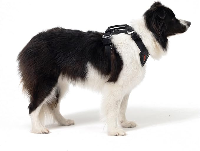 EzyDog Drive Dog Car Harness – Crash Tested and Certified (US-FMVSS 213) Dog Seat Belt Harness for Safe Travel, Adjustable with Padded Comfort (Small)