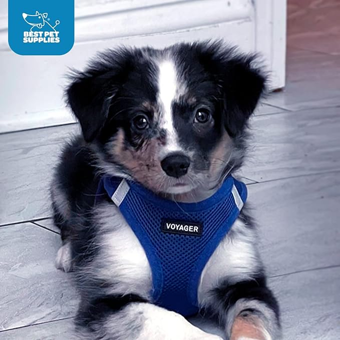 Best Pet Supplies Voyager Step-in Air Harness - All Weather Mesh, Reflective, No Pull Harness for Dogs, Cats - Secure with Hook & Loop Fastener, Buckle, Double D-Rings - Royal Blue, M
