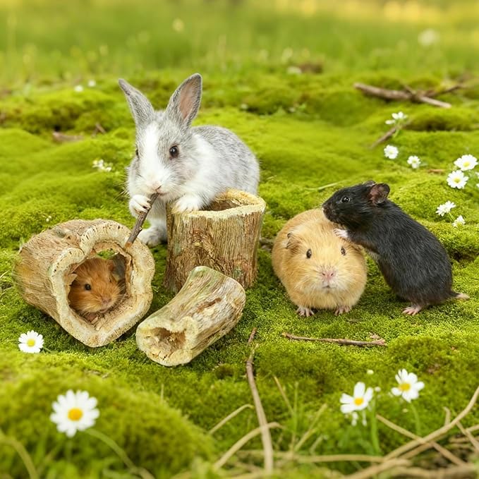 3.5oz Rabbit Chew Toys for Teeth,Bunny Papaya Wood Chew Toys Guinea Pig Treats with Apple Stick for Rabbits Guinea Pigs Hamsters Chinchillas Gerbils Prevent Teeth Overgrowth (3.5 oz, original)