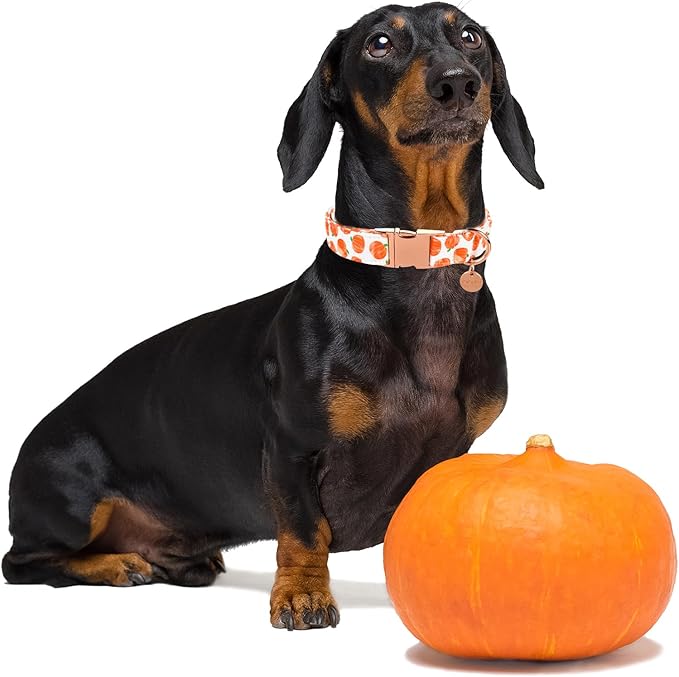 Halloween Dog Collar with Metal Buckle Gift Fall Dog Collar for Small Medium Large Girls or Boys Dogs Cute Pumpkin Cotton Pet Collars