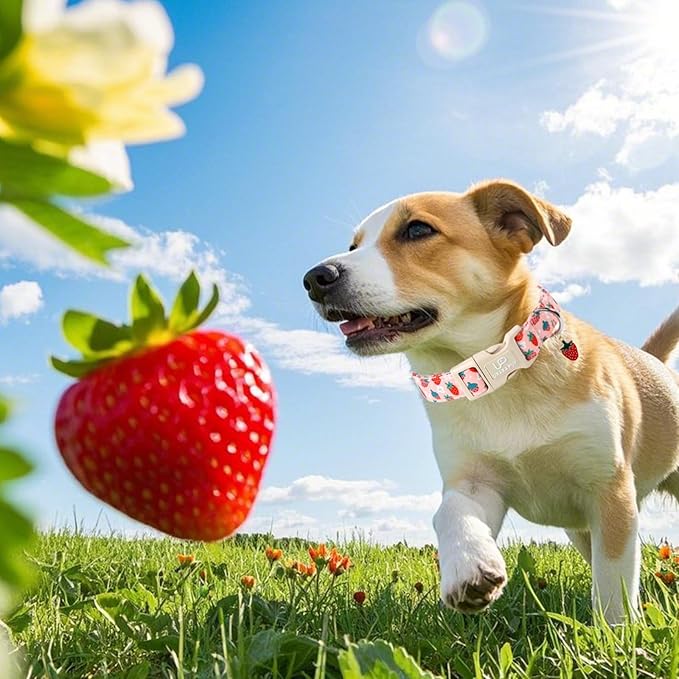 Dog Collar-Summer Puppy Collars-Adjustable Strawberry Pet Collar for Small,Medium,Large Dogs-Durable & Cute Design