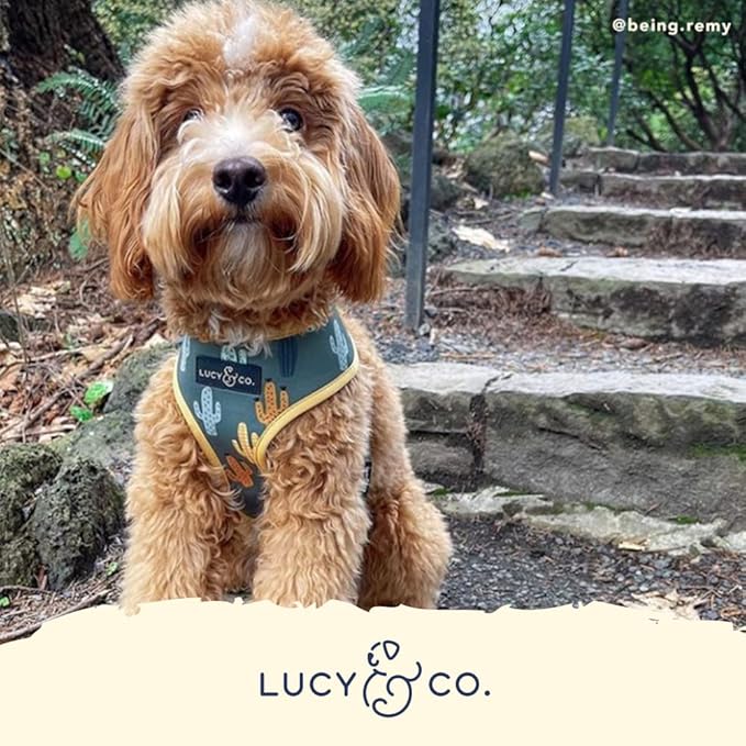 Lucy & Co. Looking Sharp, Cute Reversible Dog Harness Walking Halter - Best Designer Pet Harnesses for Medium Dogs - Padded Adjustable Vest for Easy Walking (Small)