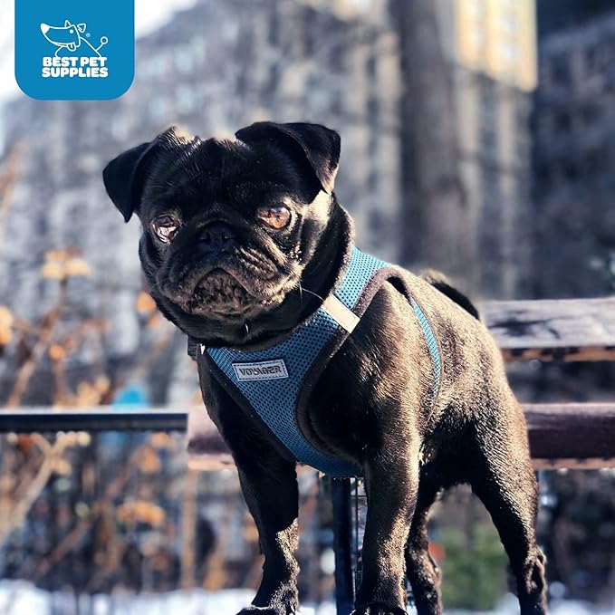 Best Pet Supplies Voyager Step-in Air Harness - All Weather Mesh, Reflective, No Pull Harness for Dogs, Cats - Secure with Hook & Loop Fastener, Buckle, Double D-Rings - Blue/Black Trim, XS