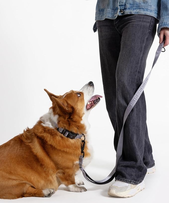 2025 New Edition, Fei & Eve MagEase Dog Collar - Patented Magnetic Buckles | Fur-Safe | Premium 210D Nylon | 450LB Escape-Proof | Adjustable Fit | Medium (Twilight Gray)