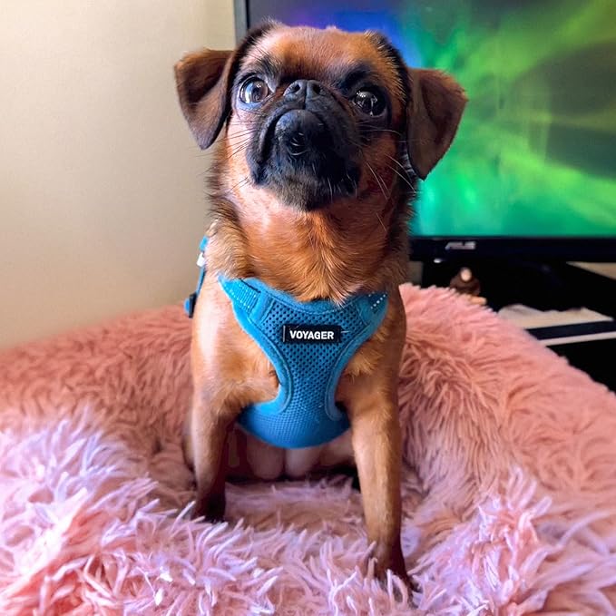 Best Pet Supplies Voyager Mesh Dog Breathable Harness Reflective Stitching, All Weather Adjustable for Walking Training, or Running - Heavy Duty & Durable, Harness Leash Set (Turquoise), XS