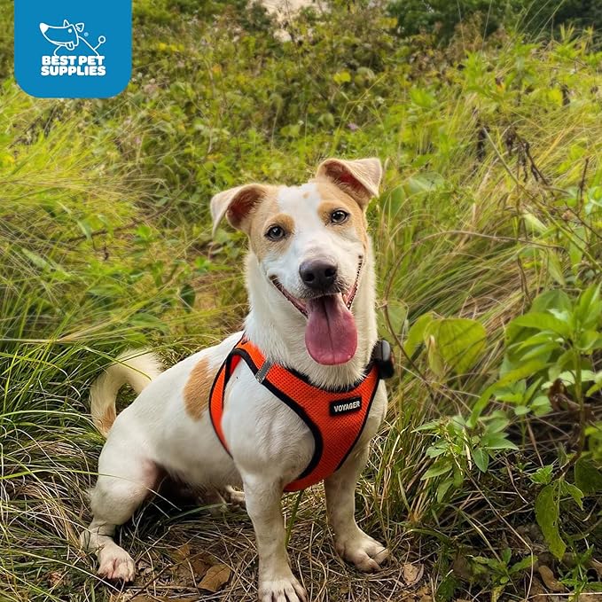 Best Pet Supplies Voyager Step-in Air Harness - All Weather Mesh, Reflective, No Pull Harness for Dogs, Cats - Secure with Hook & Loop Fastener, Buckle, Double D-Rings - Orange/Black Trim, XL
