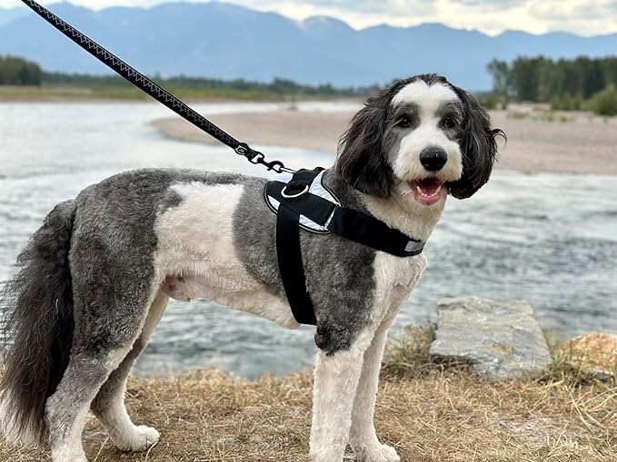 ShawnCo Essential Dog Harness, No-Pull Pet Vest with 3 Leash Clips, No Choke, Reflective, Adjustable and Padded, for Easy Walking and Training for Small, Medium and Large Dogs (Electric Blue,XS)