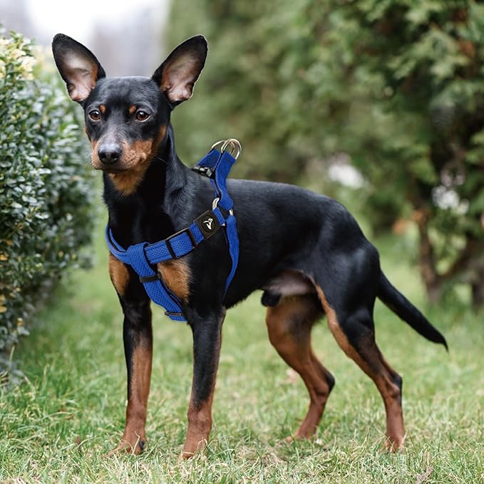Kruz No Pull Dog Harness (Chest 30”-48”, Weight 66-176 lbs) Heavy-Duty Pet Harness for Large Breeds, Ultra-Comfort Fit, Lifetime Durability, Adjustable Dog Harness No Pull Design (Amethyst, X-Large)