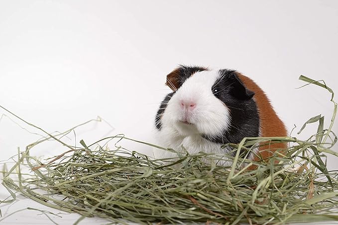 High Desert 2nd Cutting Timothy Hay for Rabbits, Guinea Pigs, Chinchillas and Small Pets, Soft Leafy for Daily Feeding and Digestive Health, Natural Rabbit Food and Guinea Pig Hay for Hay, 8 Lb Box