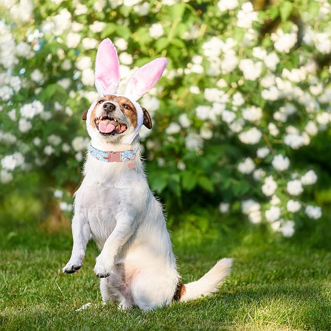 Easter Dog Collar, Cotton Easter Bunny Collar for Puppy Girl Boy Dog or Cat, Easter Gift Rabbit Carrot Dog Collar, Cute Carrot Pet Dog Collar with Metal Buckle, XS