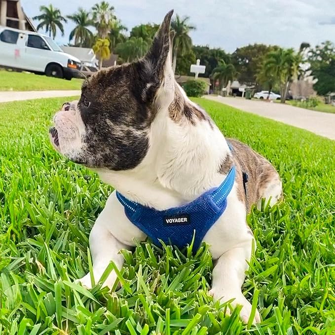 Best Pet Supplies Voyager Mesh Dog Breathable Harness Reflective Stitching, All Weather Adjustable for Walking Training, or Running - Heavy Duty & Durable, Harness (Royal Blue), XS
