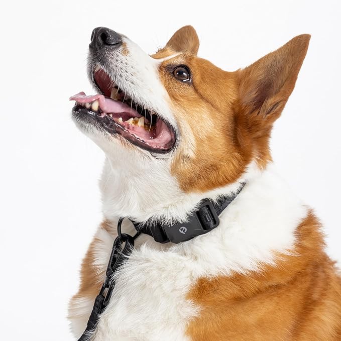 2025 New Edition, Fei & Eve MagEase Dog Collar - Patented Magnetic Buckles | Fur-Safe | Premium 210D Nylon | 450LB Escape-Proof | Adjustable Fit | Medium (Black)
