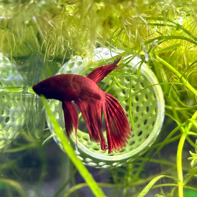 CTWPets Natural Betta Bulb Hide | Betta Rest Fish Tank Ornament | Aquarium Cave with Suction Cup for Small Fish Tank, Betta Habitat, Shrimp Hideout, Aquatic Decor (Dark Brown)