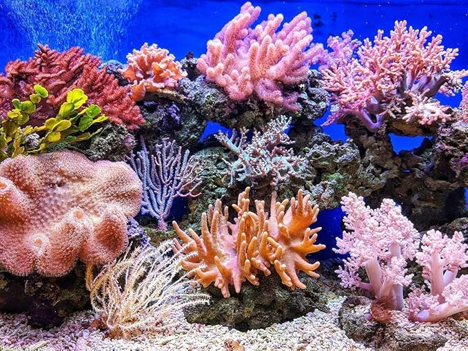 Aquatic Foods Inc. Pacific Plankton - Freeze-Dried Plankton for Discus, Cichlids, Koi & Pond Fish, All Community Tropical Fish, All Marine Saltwater Fish, Corals, Sea Anemones…2oz Med Round Jar