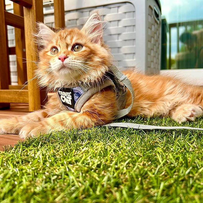 Travel Cat Harness and Leash Set - Adjustable Fit Mesh Cat Harness and Reflective Strap - Comfort Walking Vest for Kitten for Outdoor Walking, Hiking (Medium, Cashcat)