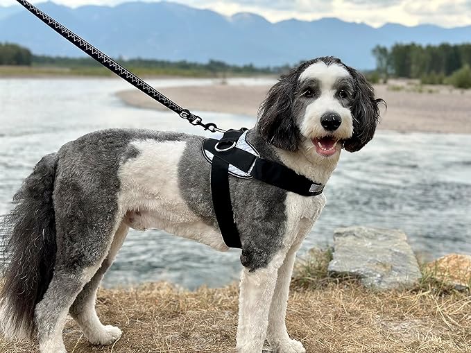 ShawnCo Essential Dog Harness, No-Pull Pet Vest with 3 Leash Clips, No Choke, Reflective, Adjustable and Padded, for Easy Walking and Training for Small, Medium and Large Dogs (Seafoam, L)