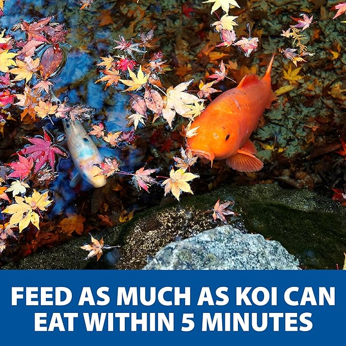 The Pond Guy Spring & Fall Wheat Germ Fish Food for Koi & Goldfish, Premium Cold Weather Floating Pellets, Healthy Formula for Winter Nutrition, 40 lbs