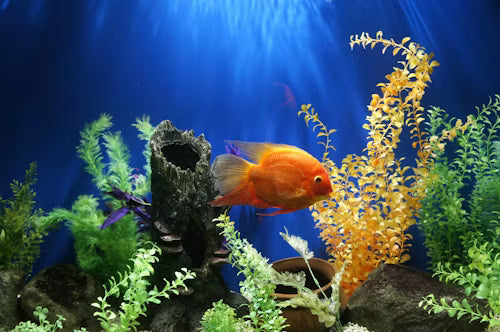 Aquarium Accessories