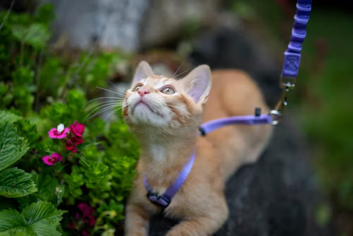 Cat Collars & Harnesses