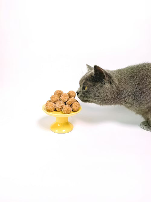 Cat Treats