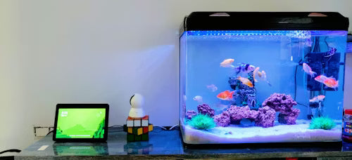 Aquariums & Tanks