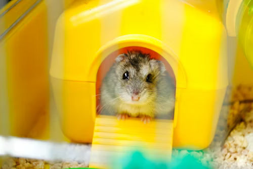 Small Pet Cages & Habitats