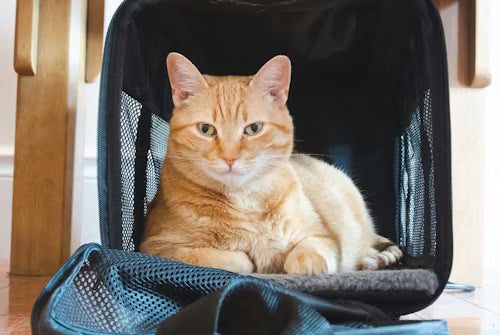 Cat Carriers & Travel
