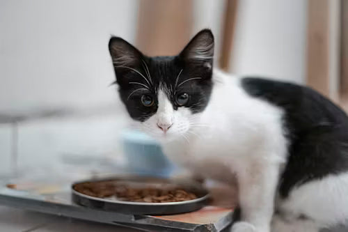 Cat Food
