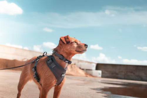Dog Collars, Harnesses & Leashes