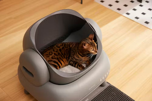 Cat Litter & Litter Boxes