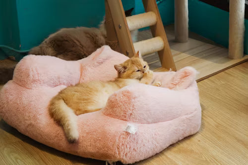 Cat Trees & Beds