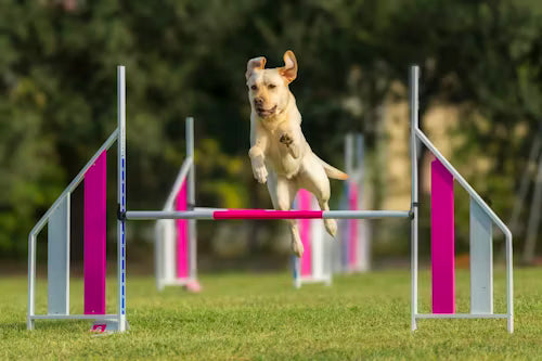 Dog Training & Behavior