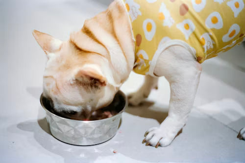 Dog Feeding & Bowls
