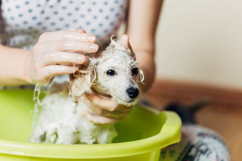 Dog Grooming & Hygiene