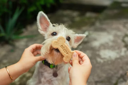 Dog Treats & Snacks