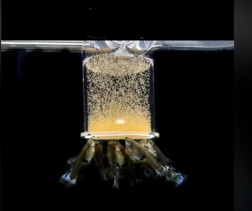 Bubble Magus Brine Shrimp Eggs/sea Monkey Eggs/Live Fish Food/Fairy Shrimp Egg Artemia high Protein Fish Food for brine Shrimp Hatchery 、 Clownfish Food 、 Reef roids Coral Food 、Feeder Guppies、beta