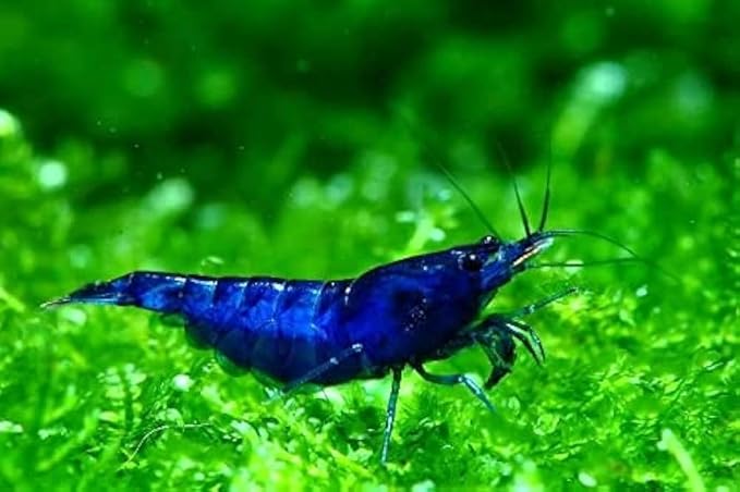 Yashkun 20 Blue Dream Neocaridina Shrimp Live Freshwater Aquarium Live Blue Shrimp for Freshwater Tanks