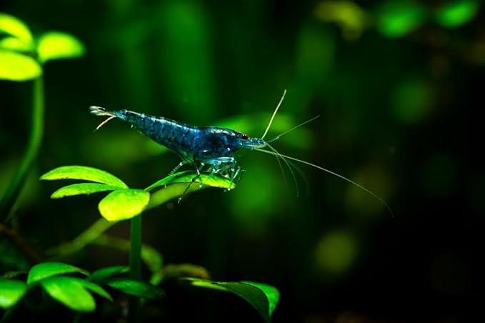Yashkun 20 Blue Dream Neocaridina Shrimp Live Freshwater Aquarium Live Blue Shrimp for Freshwater Tanks