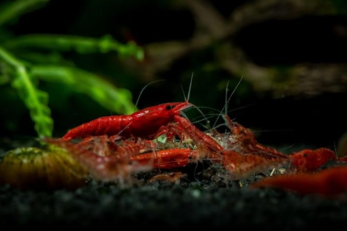 was High Grade Fire Red Cherry Shrimps Neocaridina Live Freshwater Shrimp Aquarium Inverts High-Grade Cherry Neocaridina Live Arrive Gurrentee (Pack of 10)